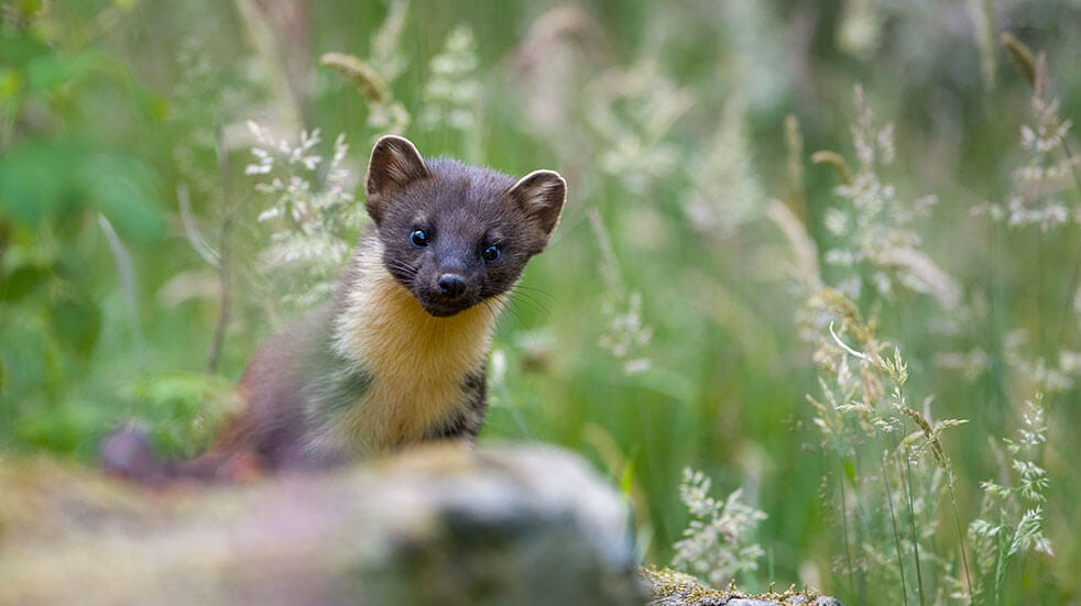 Pine martens reintroduced to the Forest of Dean